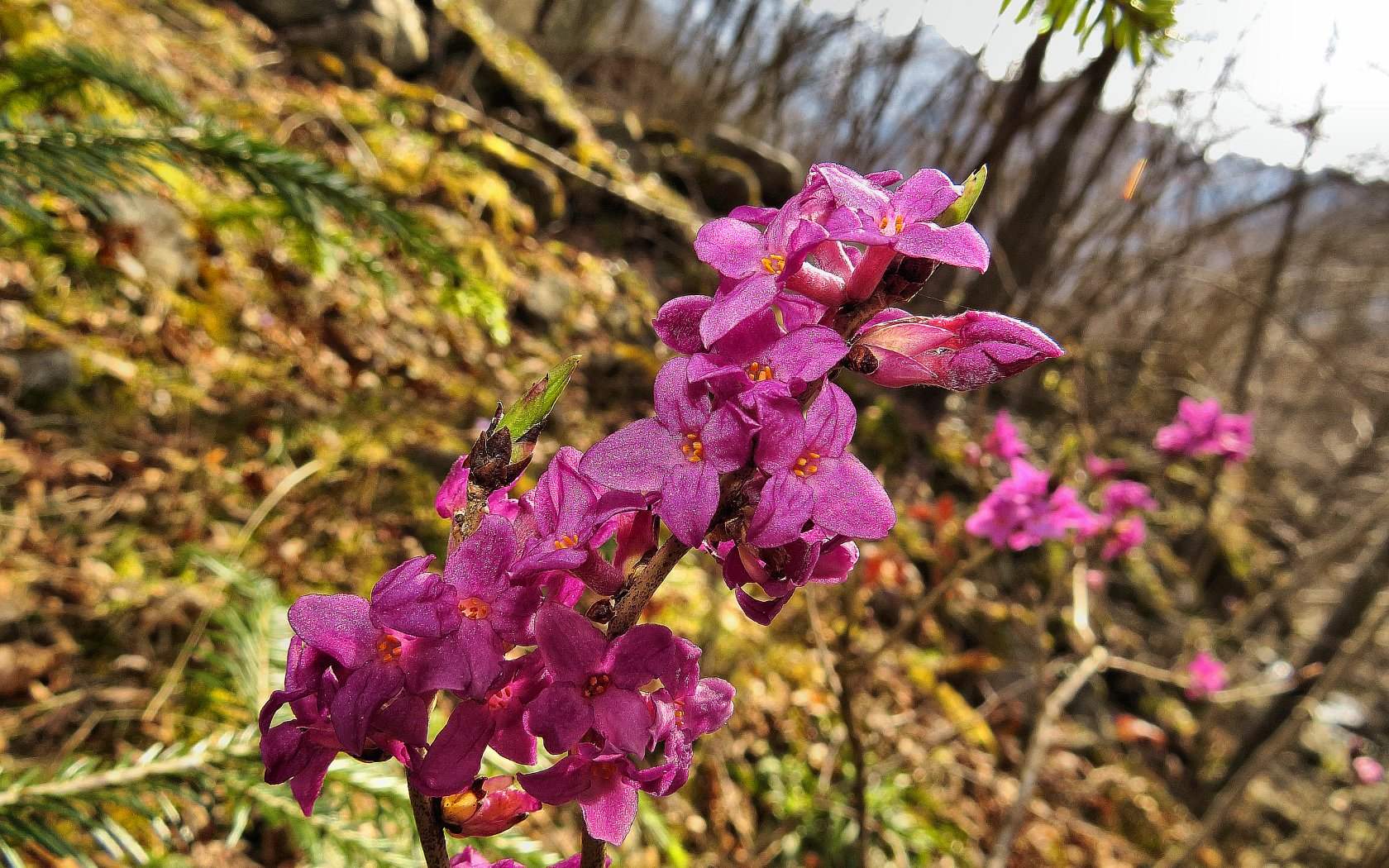 Daphne mezereum